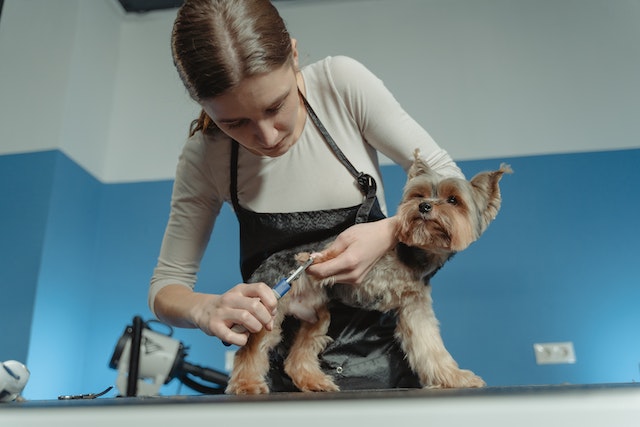 grooming dog with sharp clipers